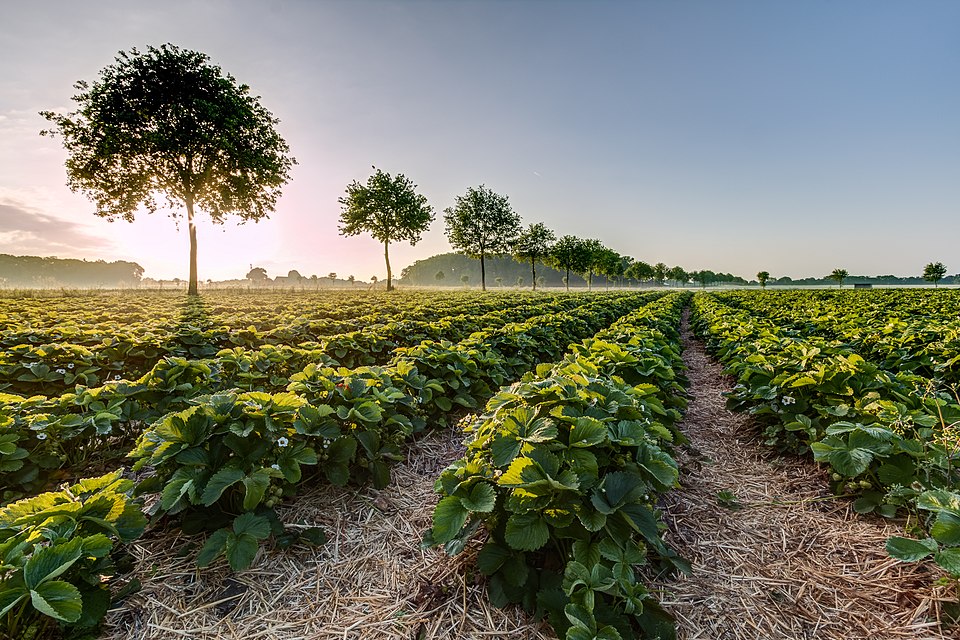 plantação de morango